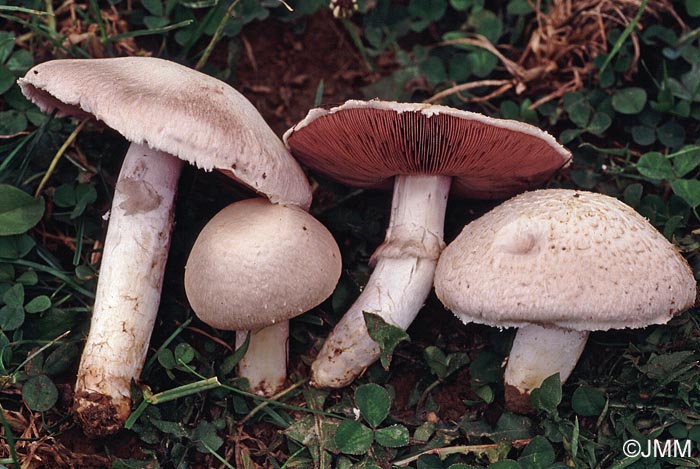 Agaricus Campestris Var Campestris